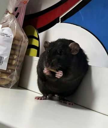 Blackie: Two Years of Warm Companionship
